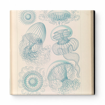 Leptomedusae (Plate 16, Kunstformen der Natur, 1899) — Square Canvas Wall Art