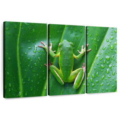 Grenouille camouflée