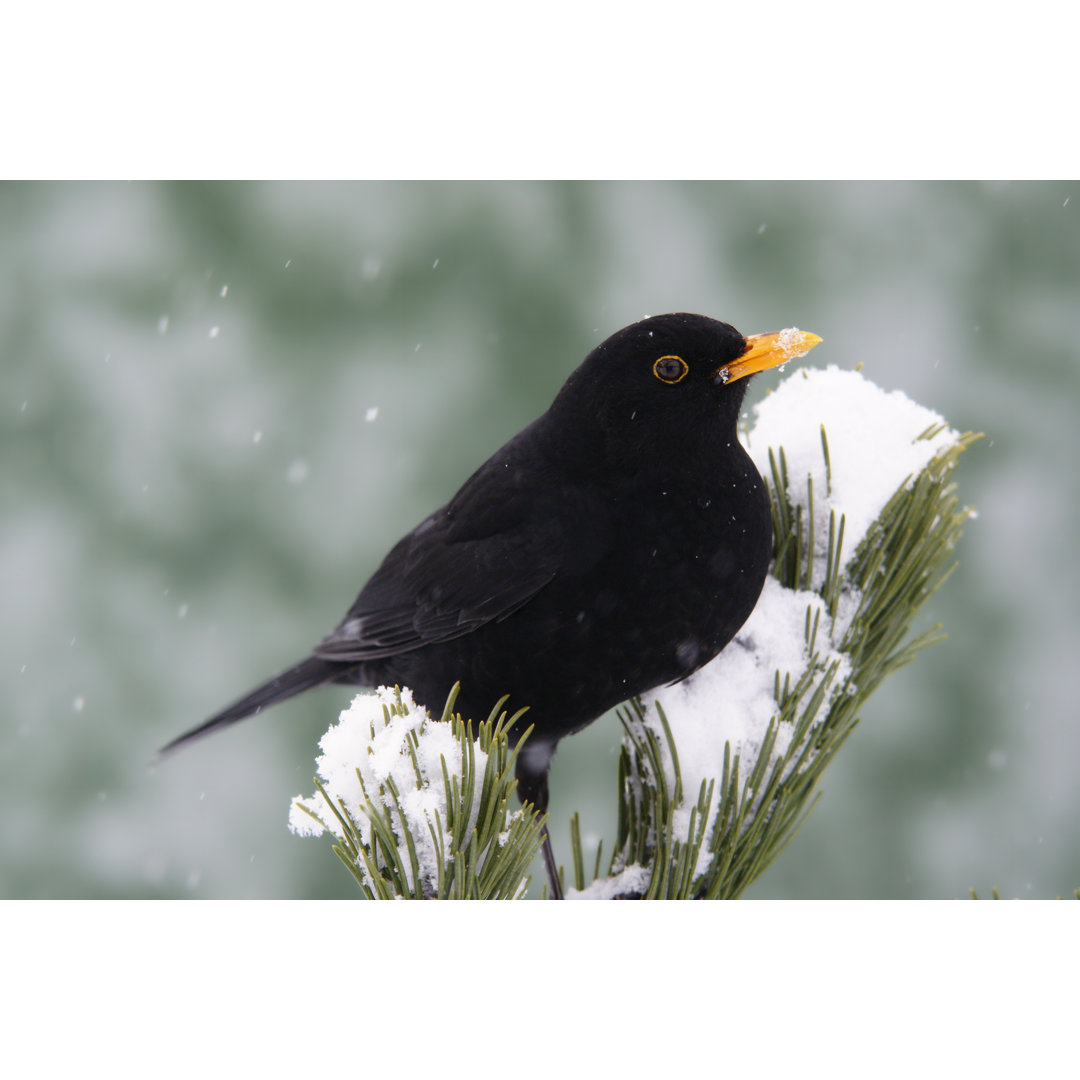 Amsel auf einem Kiefernzweig von Schnuddel - Druck ohne Rahmen auf Leinwand