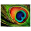 «Peacock Feather», impression-35124960-35124968