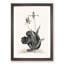 Black Squirrel by Mark Catesby - Picture Frame Painting Print-55686304-55686307