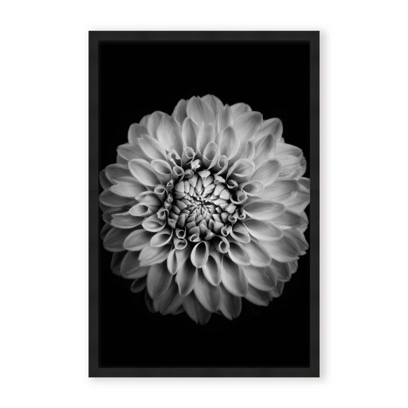 Nature Inspired Marigold by  - Picture Frame Photograph on Paper, 24" H x 16" W x 1.125" D, Black, Framed Matted Print