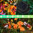 Hoxsie Solar Garden Lights, Latest Swaying Flower And Butterfly Lights, Swaying With The Wind,Independence Day Gift(Set of 2)