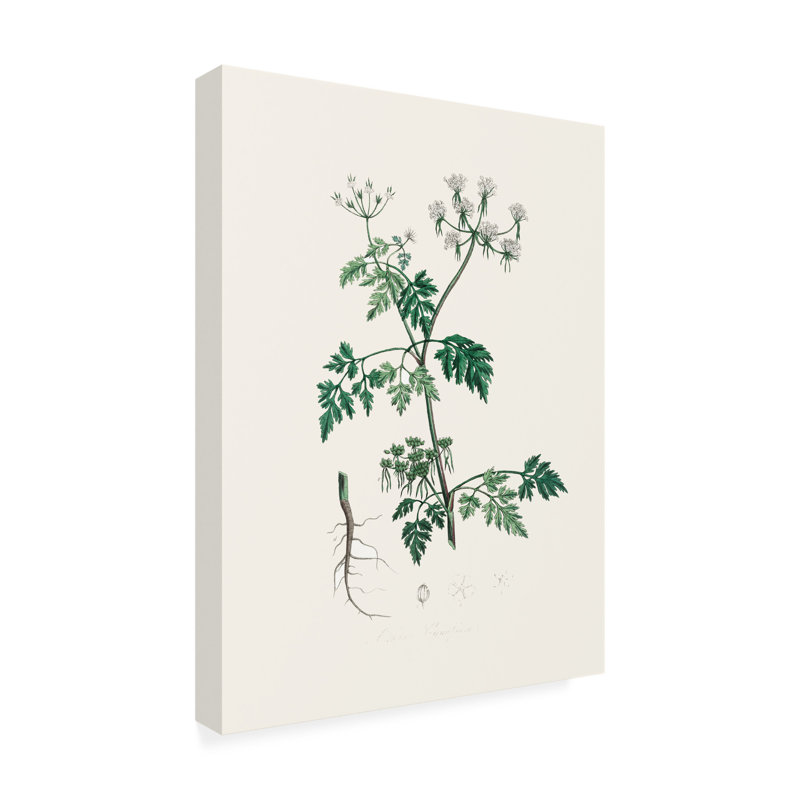 «John Stephenson and Poison Parsley», art médical sur toile, H 19 po x l 14 po