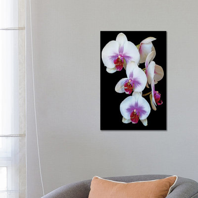 Orchids by Brian Wolf - Wrapped Canvas Print