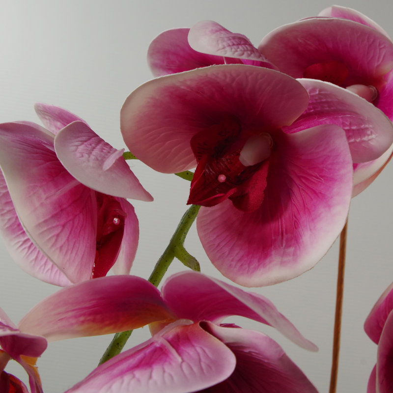 Anneus 70cm Plant