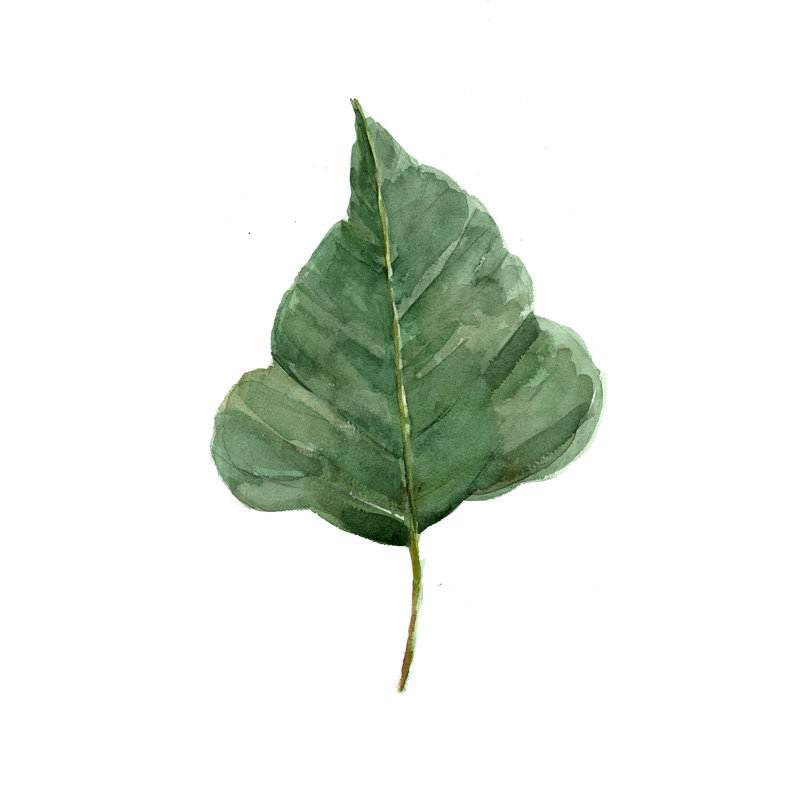 Feuille isolée d'aquarelle II - reproduction d'art sur toile tendue, H 18 po x l 12 po