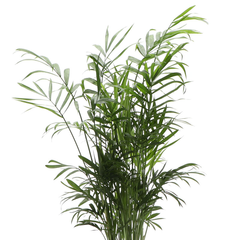 Live Parlor Palm Plant in Gold Pots