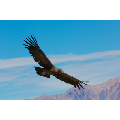 Condor Over Colca Canyon - Wrapped Canvas Print