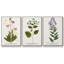 «Nature Jar I», ensemble de 3 toiles encadrées-97708869-97708871