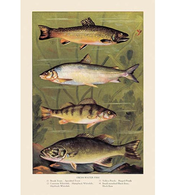 Affiche rétro en mer d’eau douce
