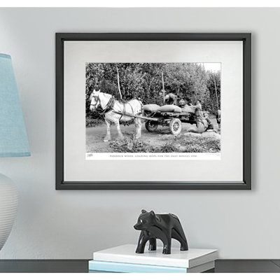 Paddock Wood, Loading Hops For The Oast Houses 1950 by Francis Frith - Single Picture Frame Print