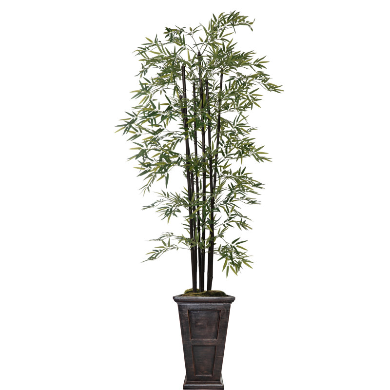 Arbre de bambou Panama