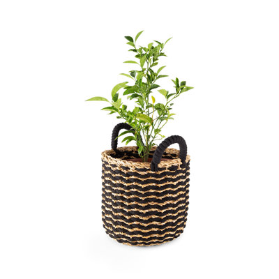 Bay Isle Home Seagrass Box