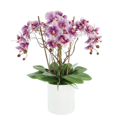 Orchids Arranged in Fiberstone Planter