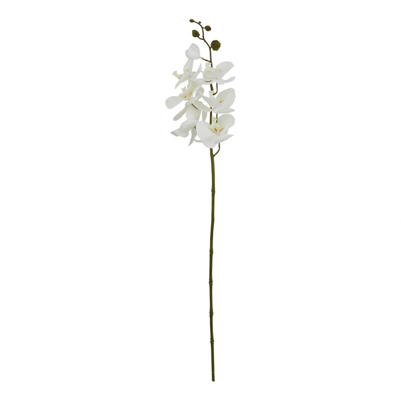 Anastasija Arrangement