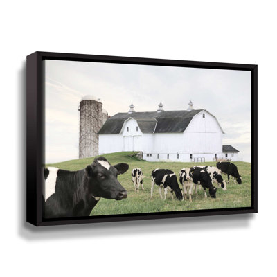" Cow Gathering "