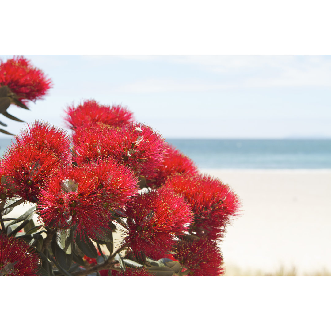 Pohutukawa Blumen über dem Strand