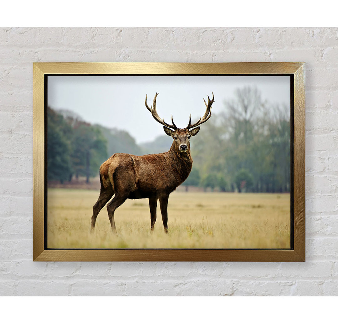 Red Deer Beauty Gerahmter Druck