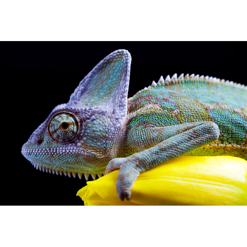 " Flower On Chameleon " by Janpietruszka, 8" H x 12" W x 1.25'' D