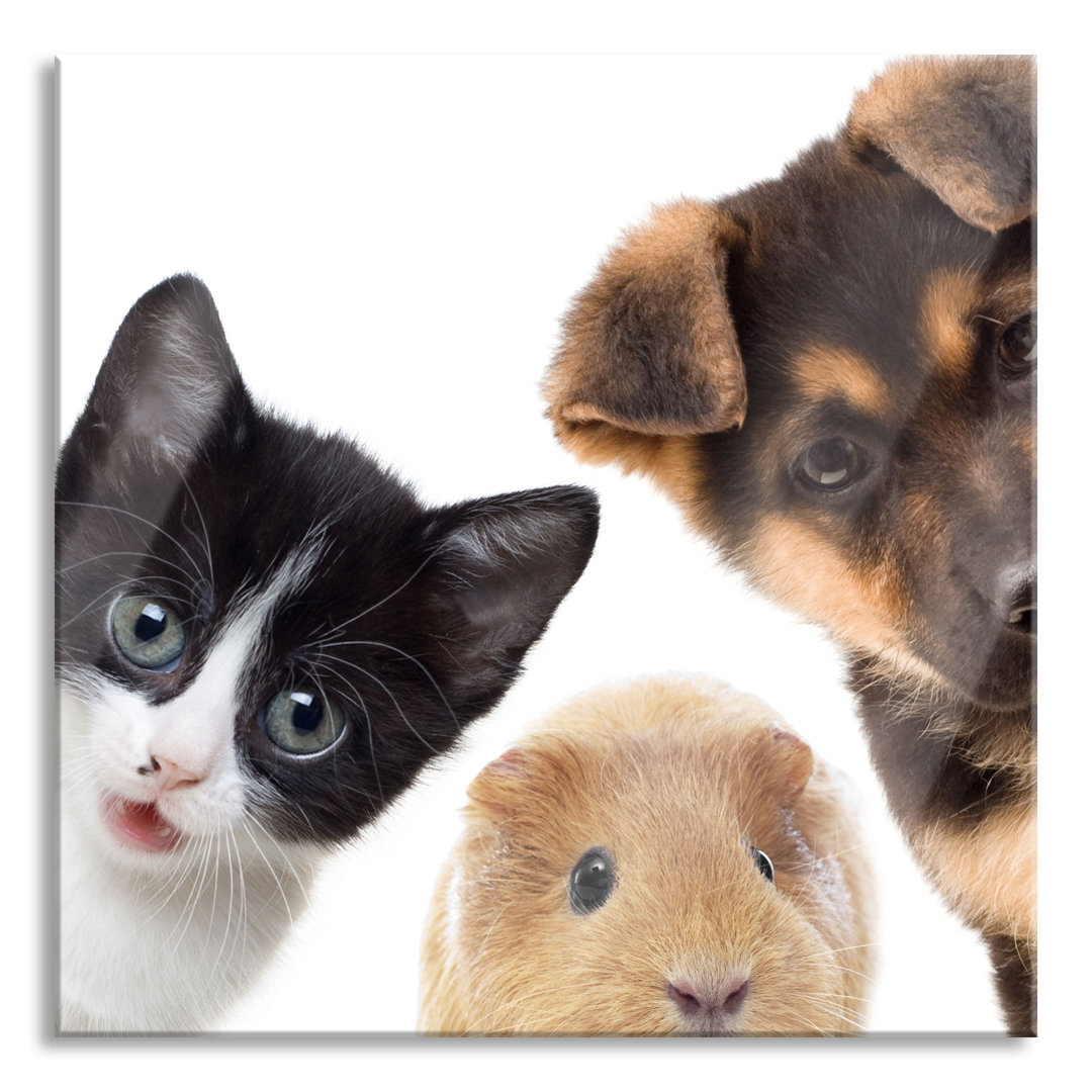 Ungerahmtes Foto auf Glas "Hund, Katze und Meerschweinchen-Trio"