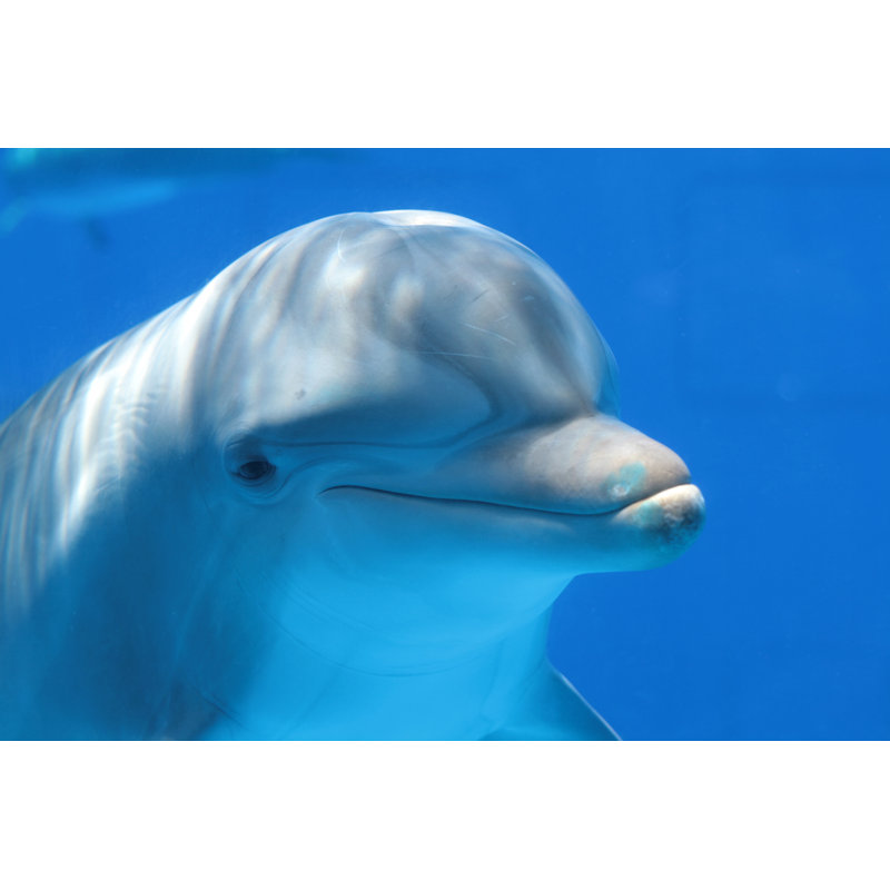 Dauphin par Zzoom, H 32 po x l 48 po