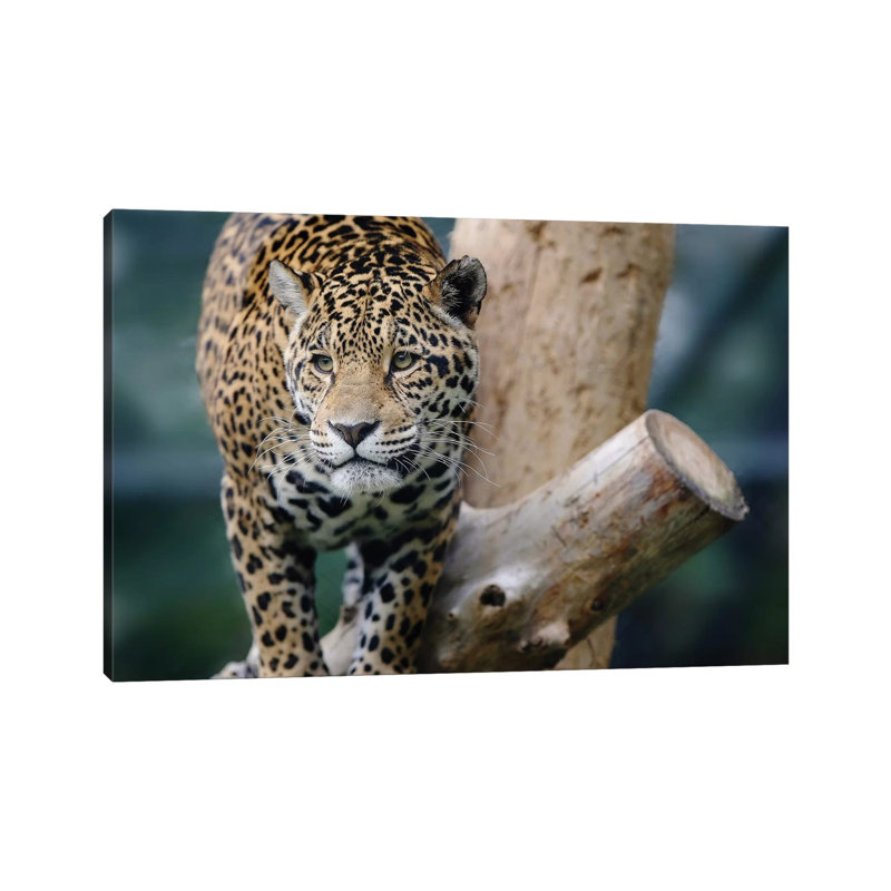 Jaguar XII by Goran Anastasovski - Wrapped Canvas Print, 66.04 cm H x 45.72 cm W x 1.91 cm D