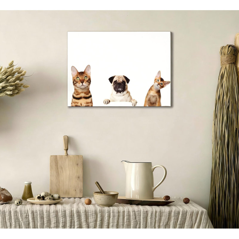 Pug and Cats Animal