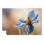 Pasque Flower In Blue - Wrapped Canvas Print-457499434-457499472