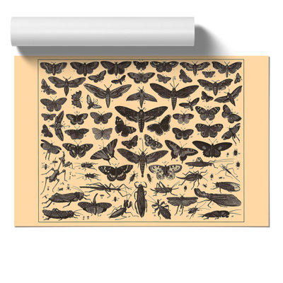 Encyclopedia Butterflies and Insects - Frameless Print