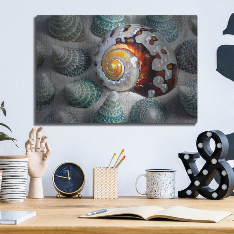 «Shell Spiral» par Dennis Frates, H 12 po x l 16 po