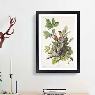 American Robins by John Audubon - 1 Piece Single Picture Frame Painting