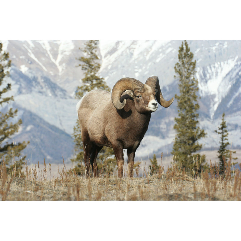 Bighorn Sheep - Photographie sur toile tendue, L 36 po x H 24 po