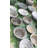 Chalyse Ceramic Decorative Bowl