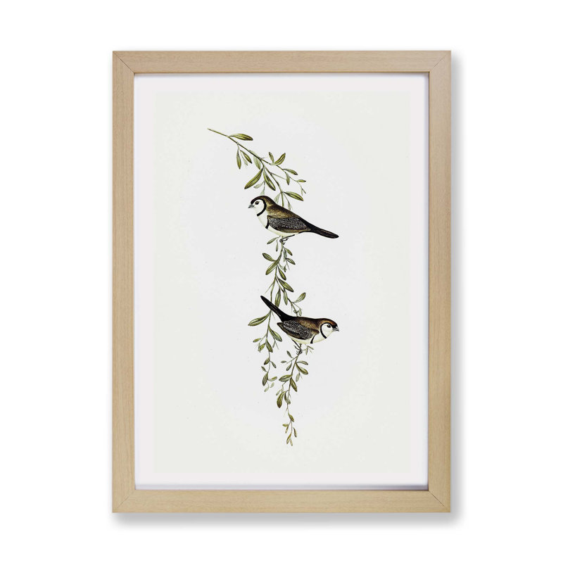 Black-Rumped Finch Birds - Framed Print, 33cm H x 45cm W x 2cm D, Oak