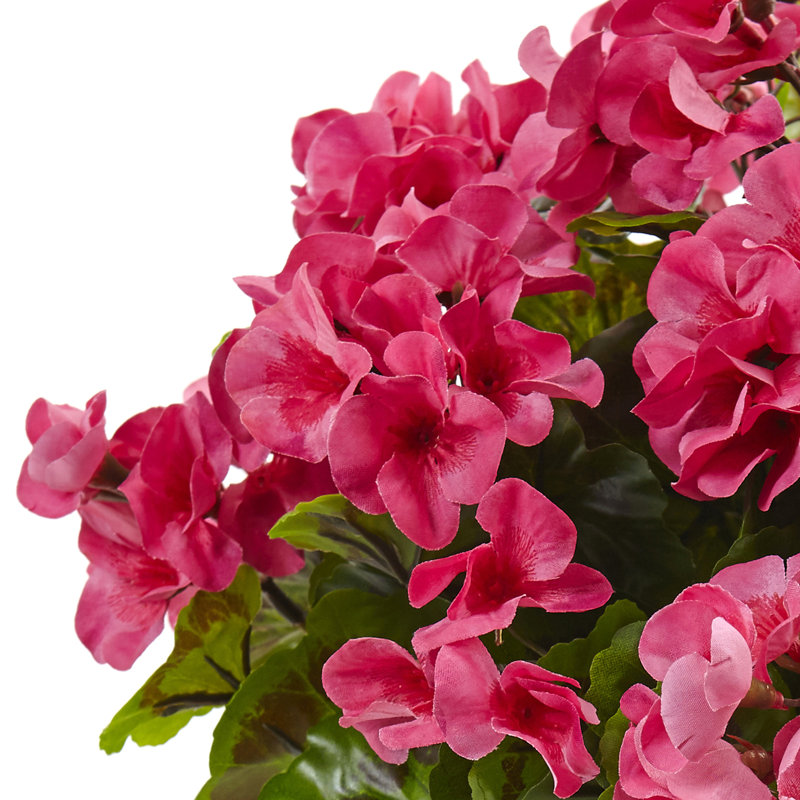 Géranium avec jardinière en métal résistant aux rayons UV (intérieur / extérieur), Beauté