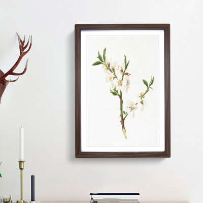 Almond Tree Flower by Giorgio Gallesio - Single Picture Frame Painting
