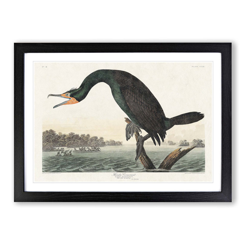 Florida Cormorant Bird by John Audubon - Picture Frame Painting Print on MDF, 27cm H x 36cm W x 2cm D, Black Framed