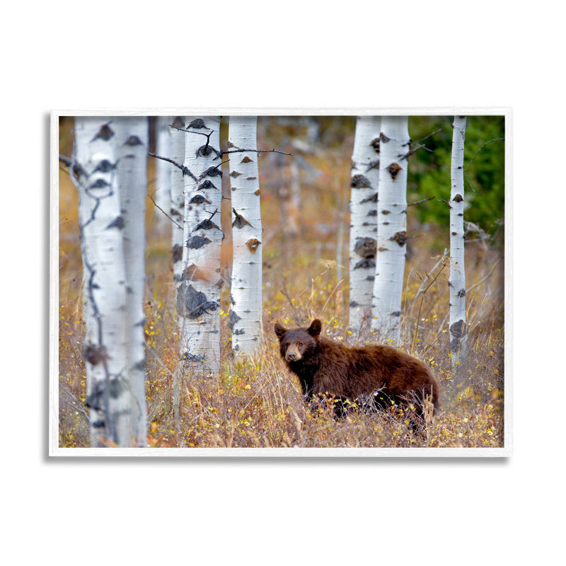 Ourson, bouleau, thicket, encadré sur bois par Dennis Frates, photographie, H 11 po x l 14 po x P 1,5 po
