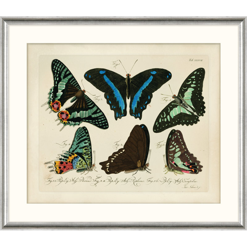 « Naturaliste Butterfly VIII » Oken, reproduction d’art sur papier