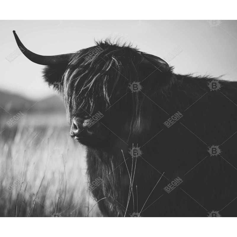 Magnifique vache Highland monochrome - toile d'animaux de ferme