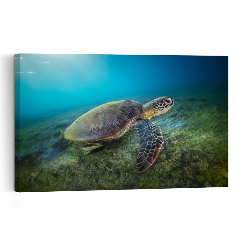 Graceful Sea Turtle Peaceful Serene Tranquil Turtle Nature Ocean Wall Art Print 1 Piece Wrapped Canvas Wall Art