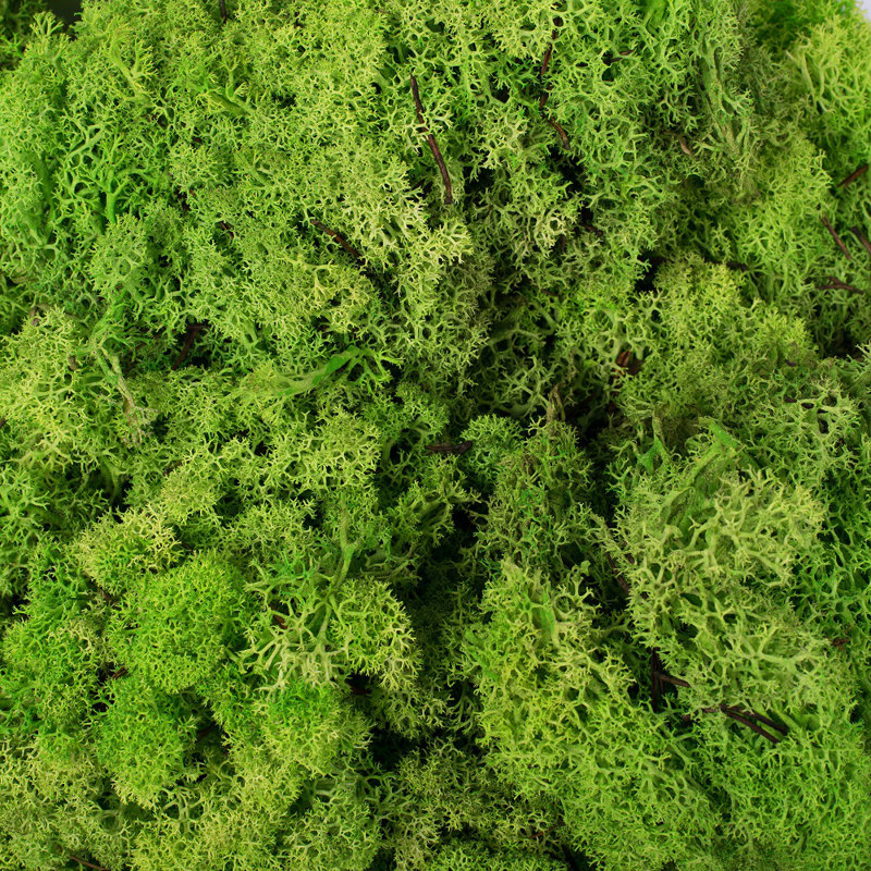 Faux Moss Plant, 9" H x 16" W x 24" D