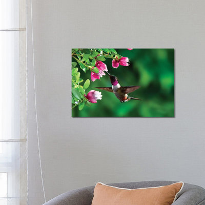 Magenta-Throated Woodstar Hummingbird Male Feeding On Epiphytic Heath, Costa Rica by Michael & Patricia Fogden - Wrapped Canvas Print