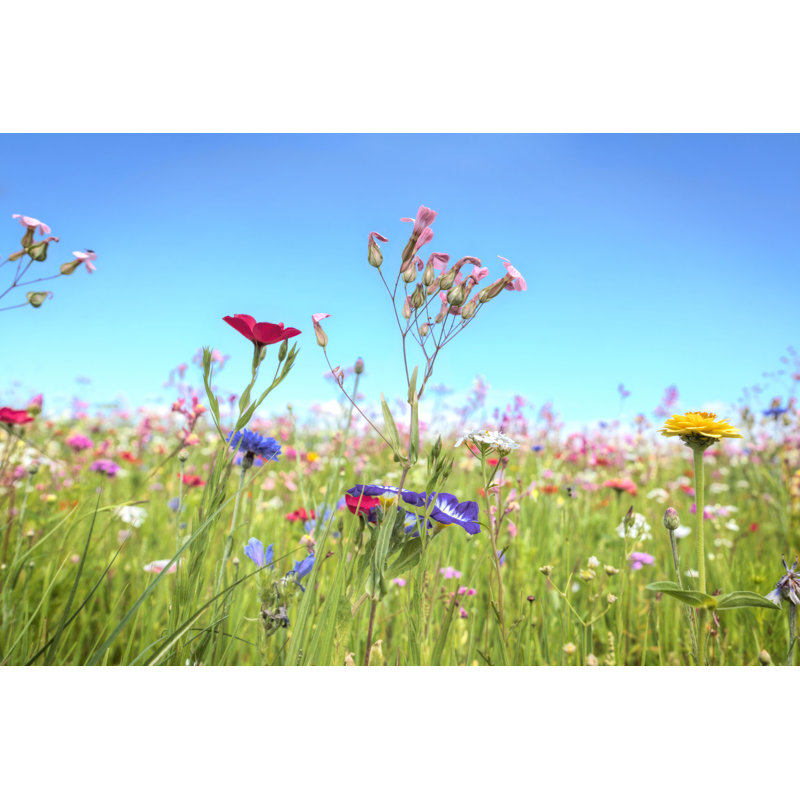 Flower Meadow by AntiMartina - Wrapped Canvas Print, 30cm H x 46cm W