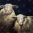 Two sheep background - 32"x32" art on canvas