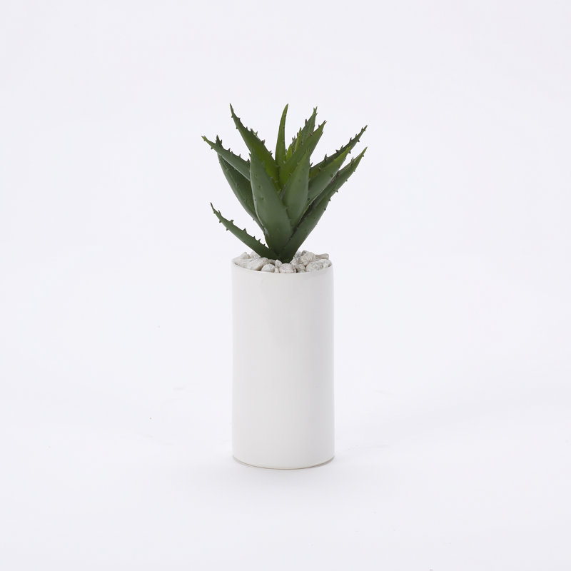 Plante Spoey Aloe dans un grand cylindre