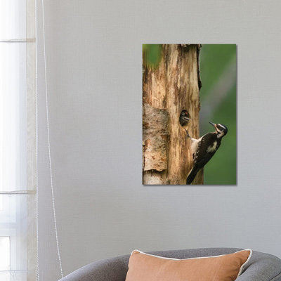 USA, WA. Female Hairy Woodpecker (Picoides Villosus) At Nest Chick In Western Washington. by Gary Luhm - Wrapped Canvas Print