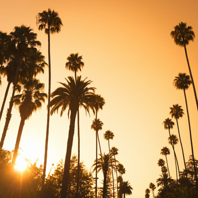 Palm Tree At Sunset - Wrapped Canvas Print