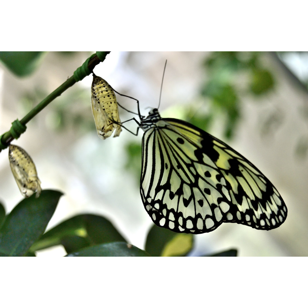 Schmetterling - Ohne Rahmen Kunstdrucke auf Leinwand